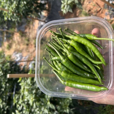 高原山地小米辣，自家种植，量大价格从优