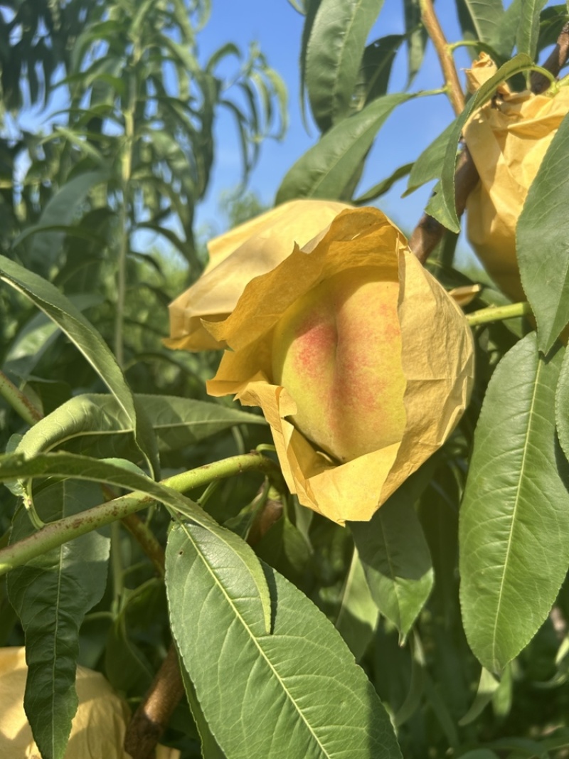白凤水蜜桃。自然色袋