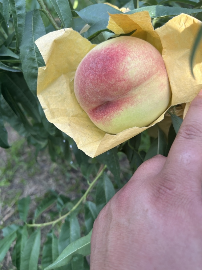 白凤水蜜桃。自然色袋