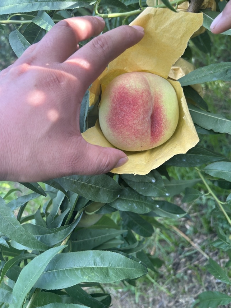 白凤水蜜桃。自然色袋
