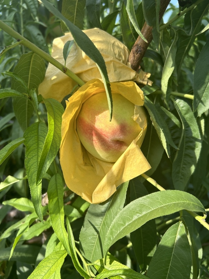 白凤水蜜桃。自然色袋