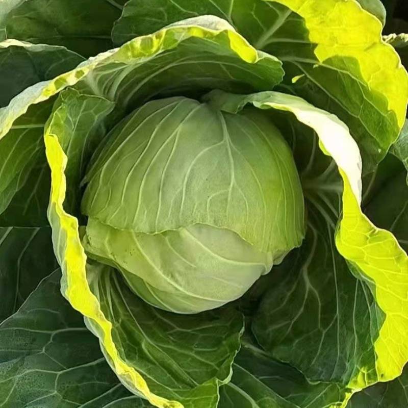 甘蓝