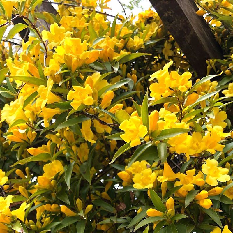 法国香水茉莉苗《又叫黄花茉莉、法国香水藤》花很香