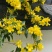 法国香水茉莉苗《又叫黄花茉莉、法国香水藤》花很香