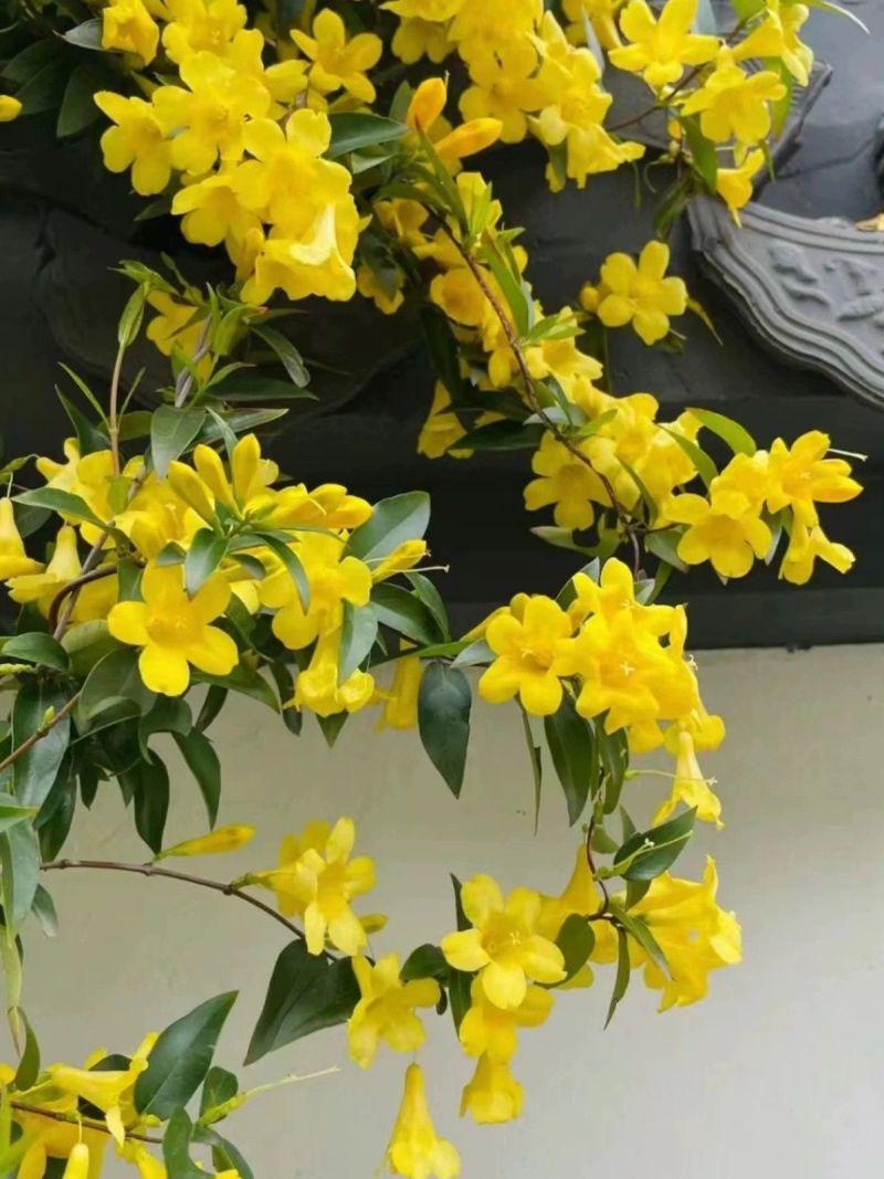 法国香水茉莉苗《又叫黄花茉莉、法国香水藤》花很香