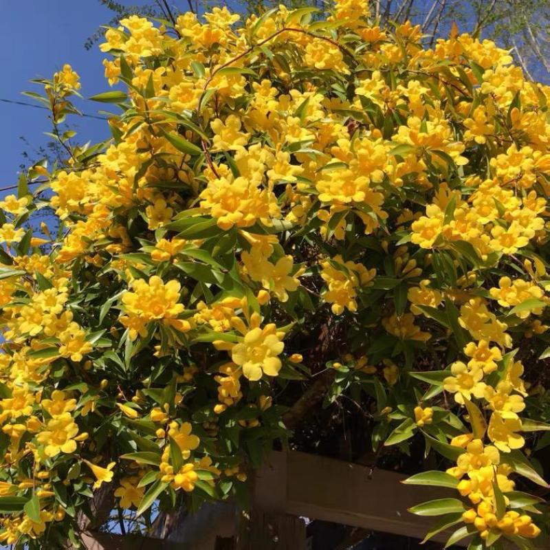法国香水茉莉苗《又叫黄花茉莉、法国香水藤》花很香