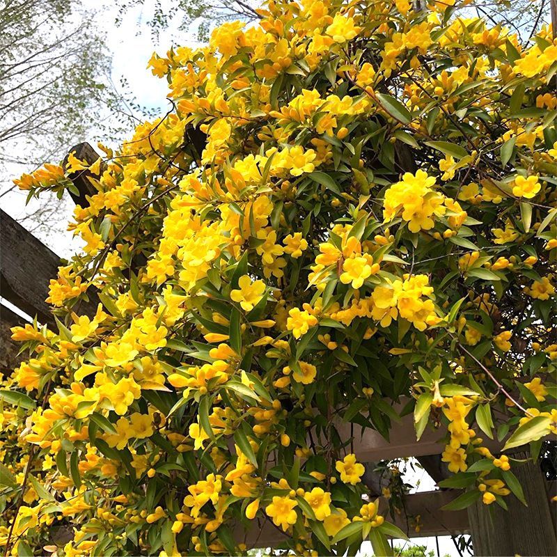 法国香水茉莉苗《又叫黄花茉莉、法国香水藤》花很香