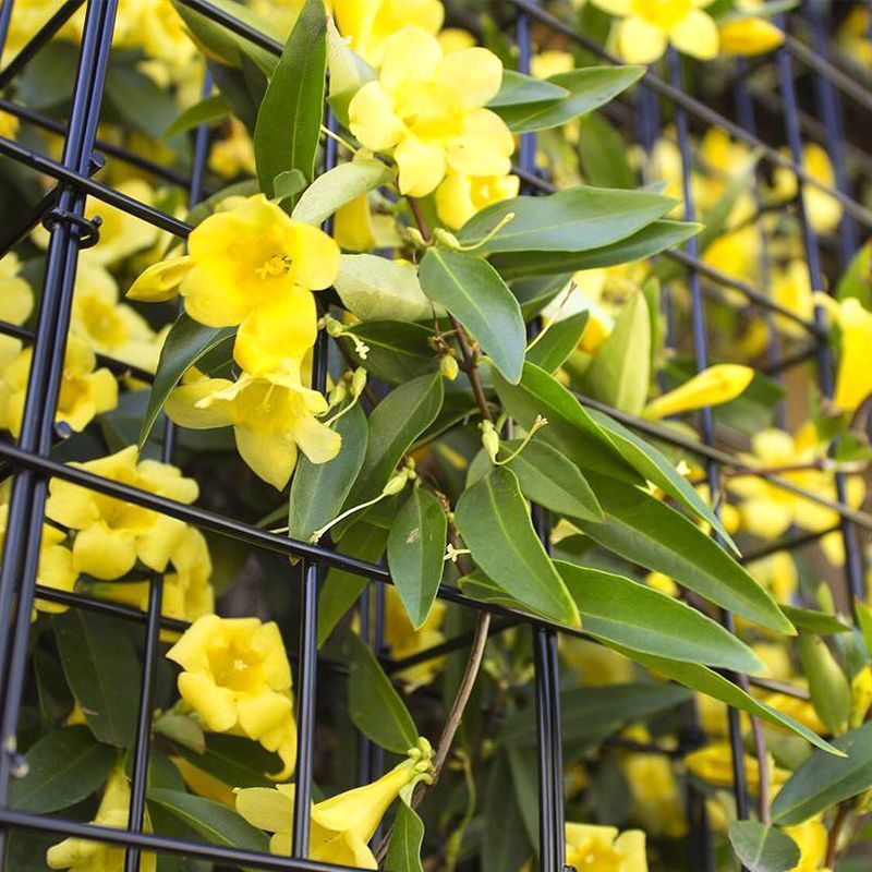 法国香水茉莉苗《又叫黄花茉莉、法国香水藤》花很香
