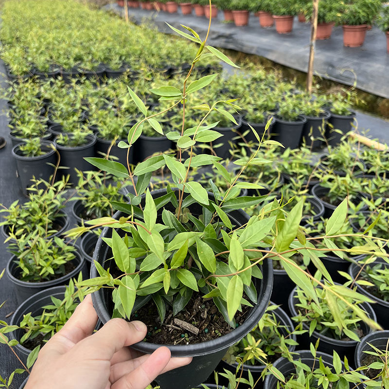 法国香水茉莉苗《又叫黄花茉莉、法国香水藤》花很香