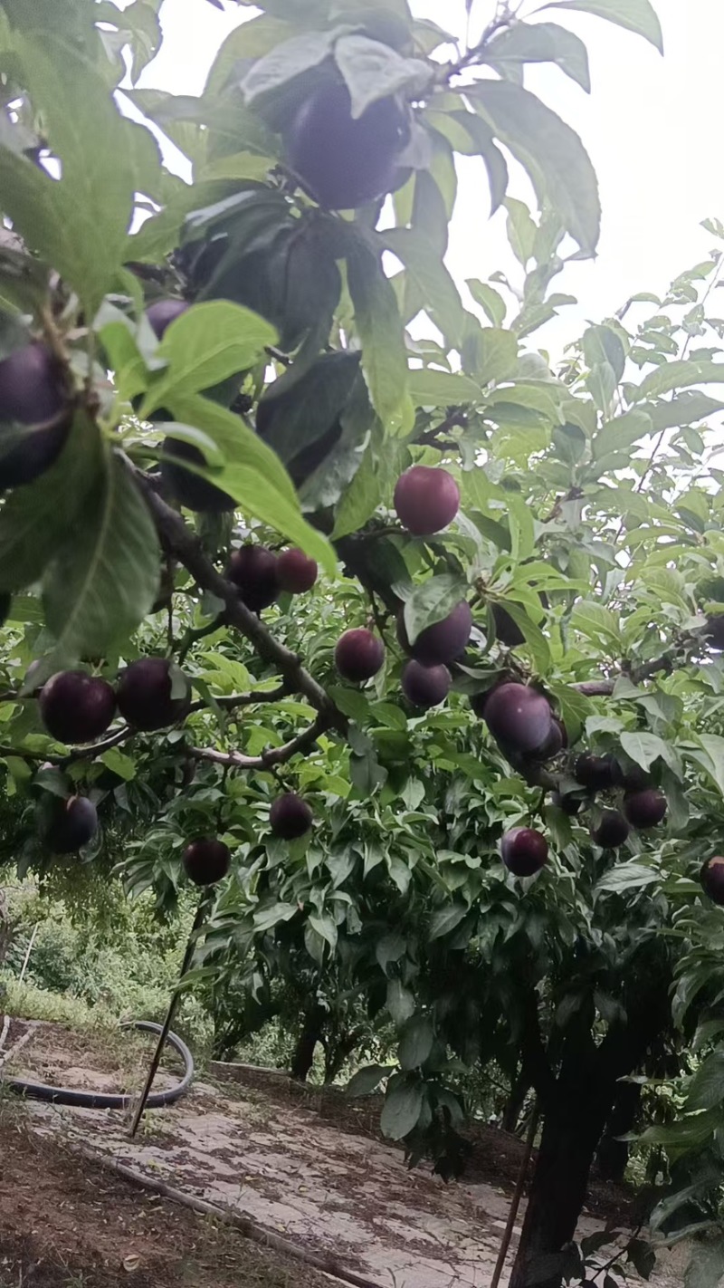 河南黑布林，内乡黑布林李子，黑布林李子