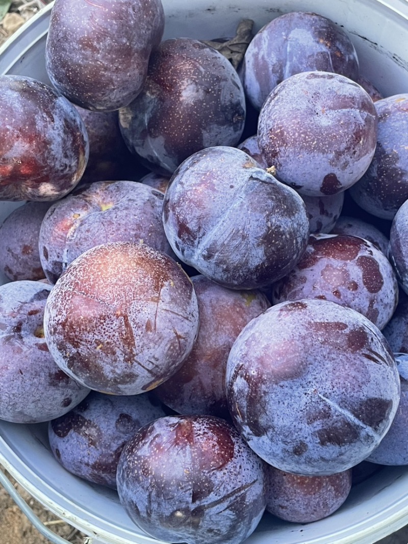 河南黑布林，内乡黑布林李子，黑布林李子