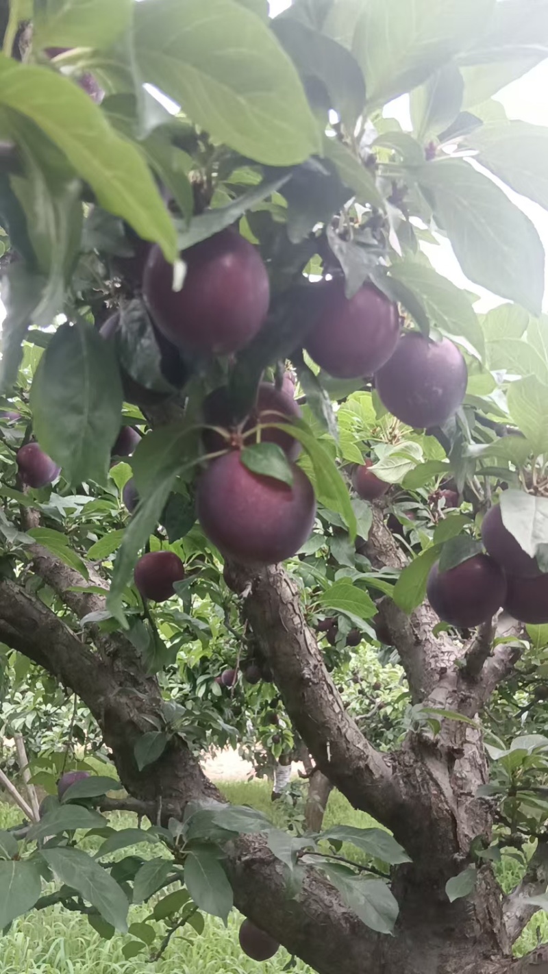 河南黑布林，内乡黑布林李子，黑布林李子