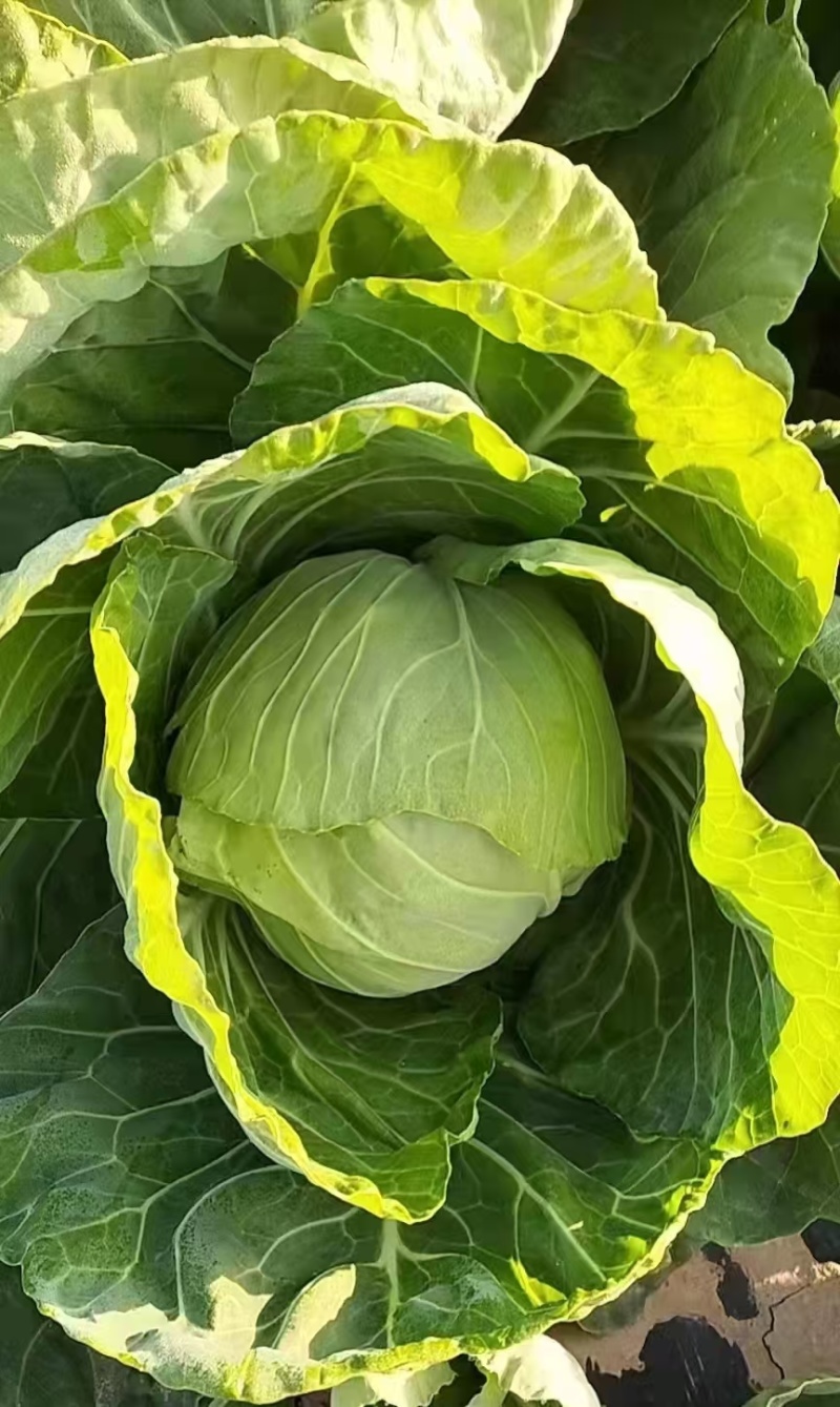 甘蓝