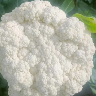 精品散花