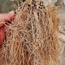 细辛个子2斤包邮量大优惠