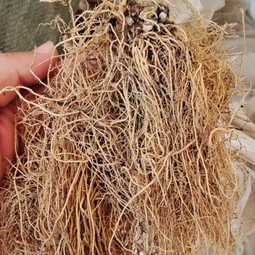 细辛个子2斤包邮量大优惠