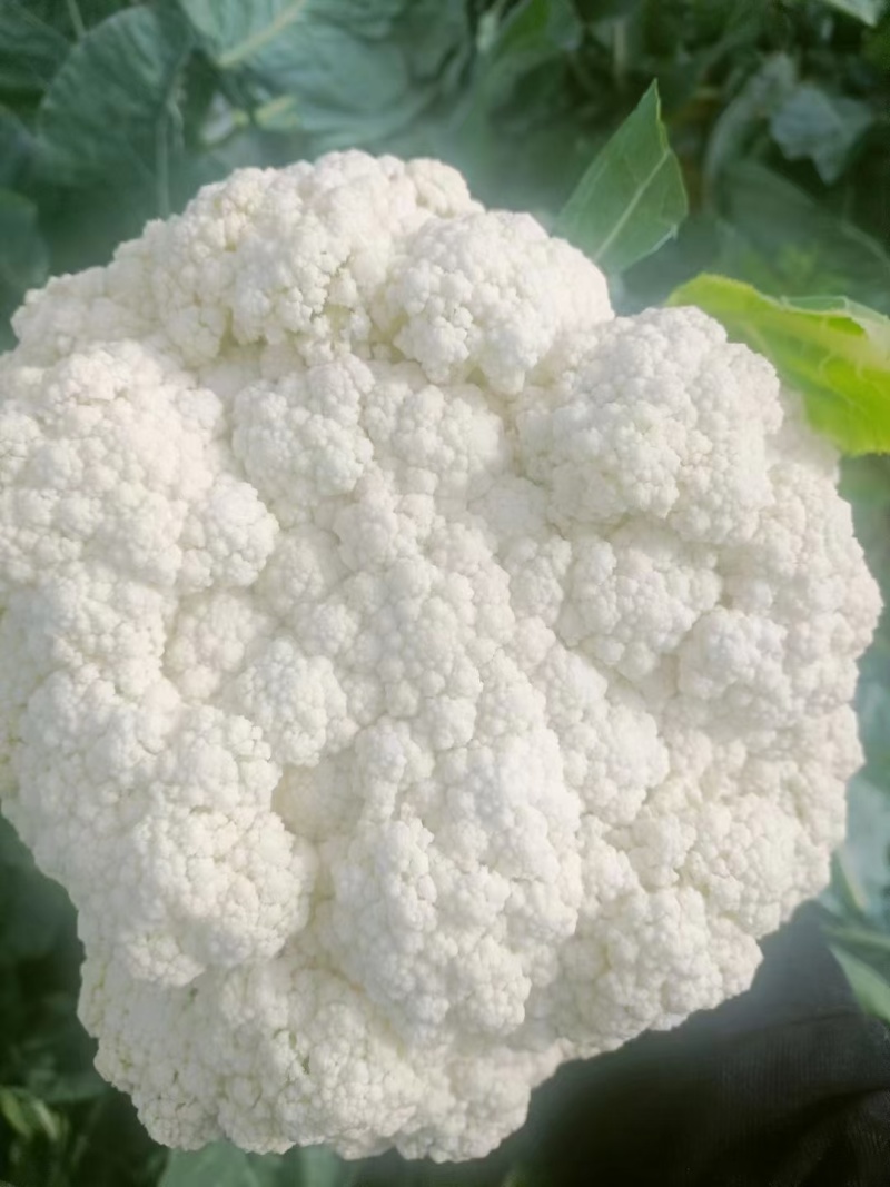 精品散花