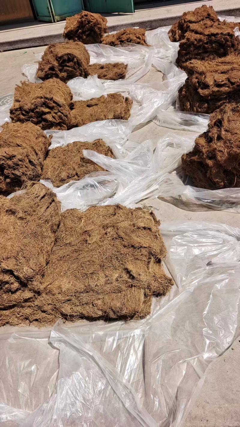 细辛个子2斤包邮量大优惠