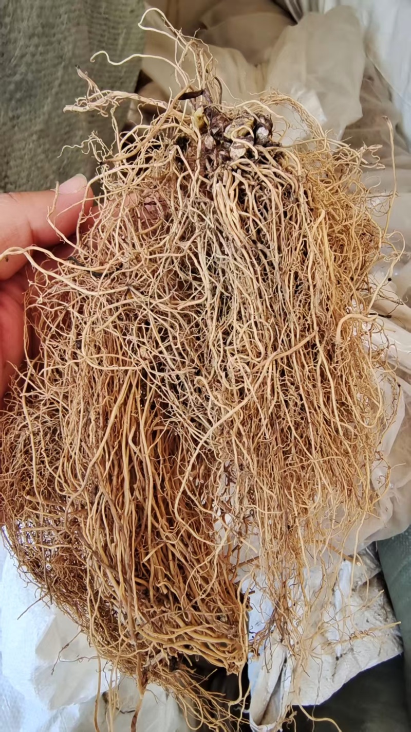 细辛个子2斤包邮量大优惠