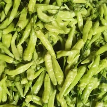云南泡椒小米辣，大量上市，基地直发。辣辣辣