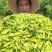 云南泡椒小米辣，大量上市，基地直发。辣辣辣