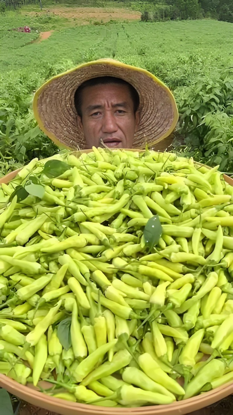 云南泡椒小米辣，大量上市，基地直发。辣辣辣