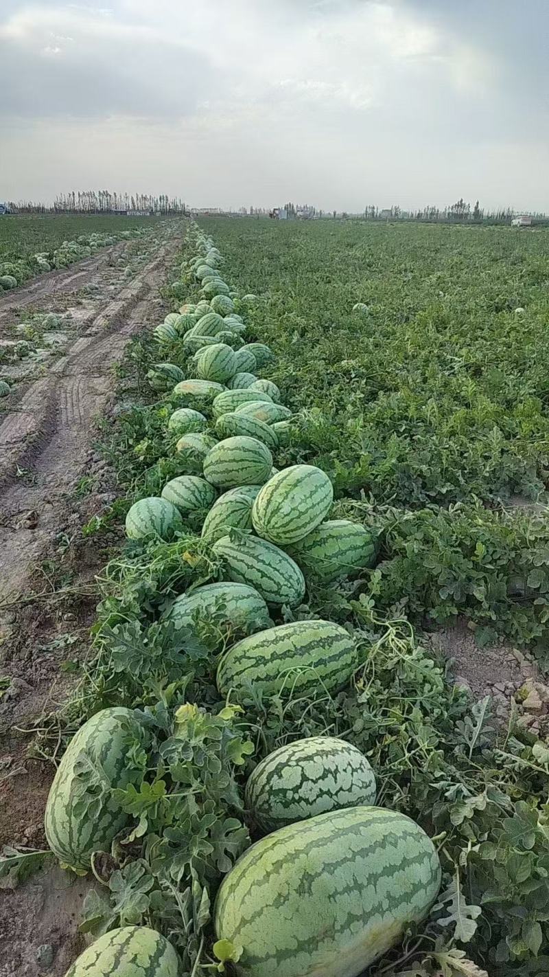 硒砂瓜宁夏石头瓜产地直发甘甜爽口质量三包代发全国