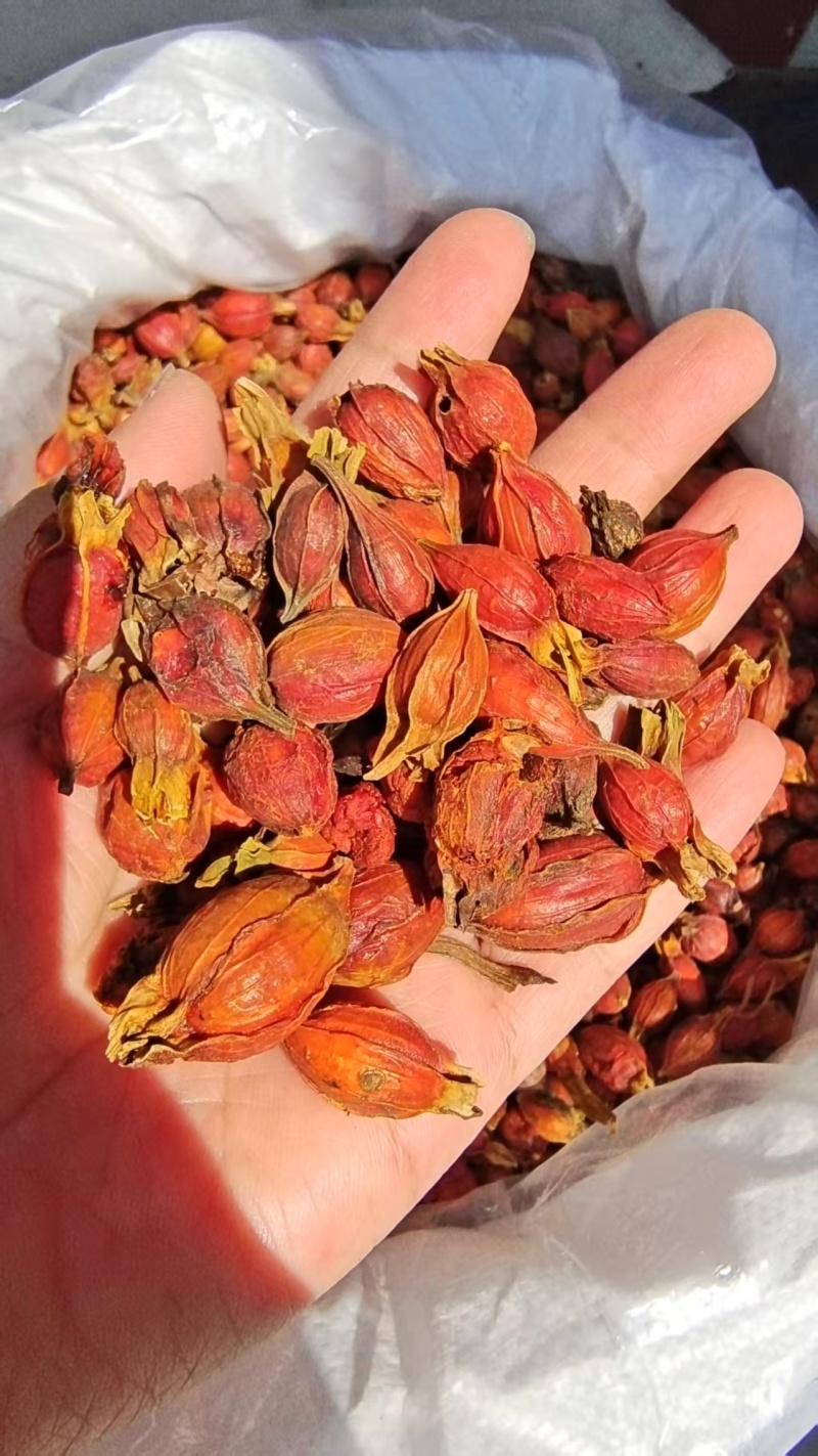 栀子江西自然生长小栀子2斤包邮量大优惠