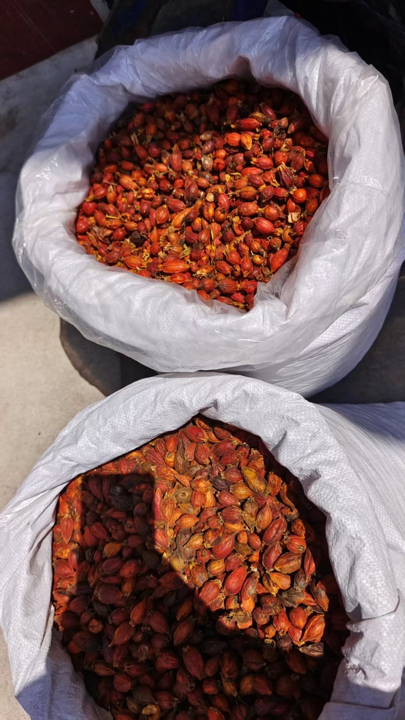 栀子江西自然生长小栀子2斤包邮量大优惠