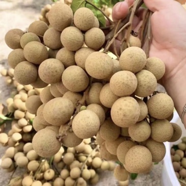 自家福建诏安种植龙眼现摘现发欢迎合作🤝