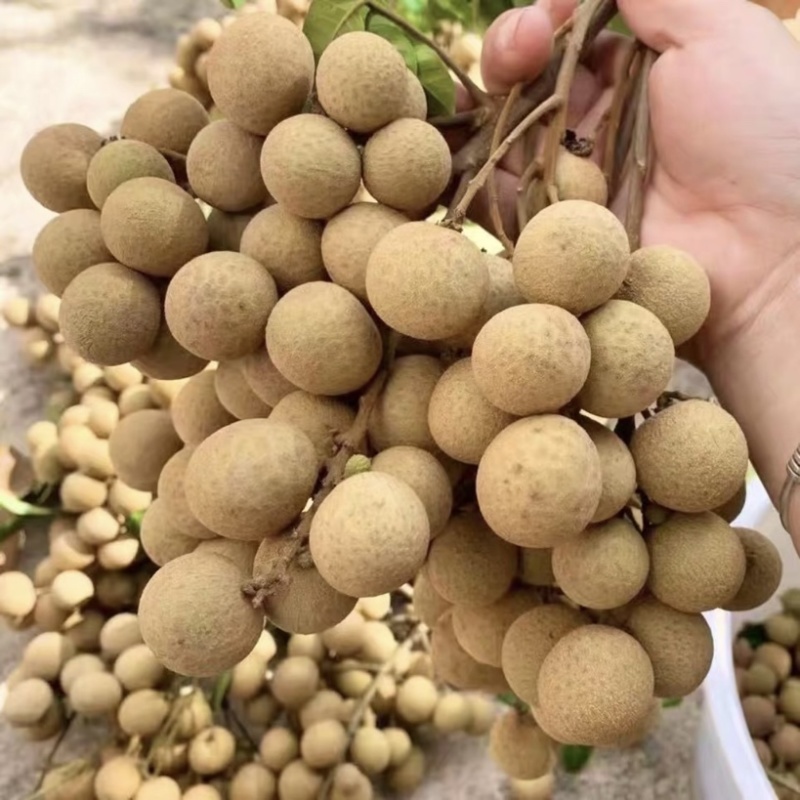 自家福建诏安种植龙眼现摘现发欢迎合作🤝