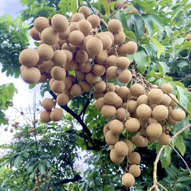 自家福建诏安种植龙眼现摘现发欢迎合作🤝