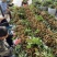 自家种植福建广东诏安龙眼价格优势👍欢迎合作🤝