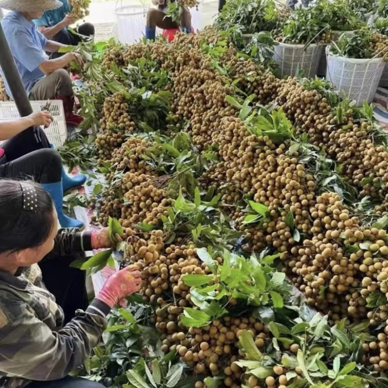自家种植福建广东诏安龙眼价格优势👍欢迎合作🤝