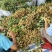 自家种植福建广东诏安龙眼价格优势👍欢迎合作🤝