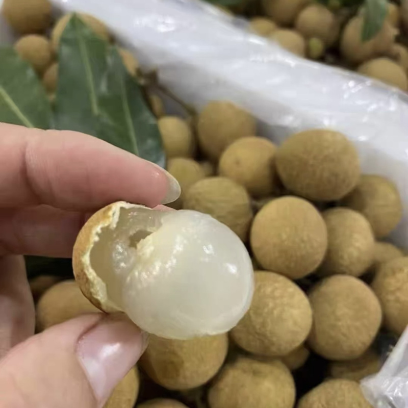 自家种植福建广东诏安龙眼价格优势👍欢迎合作🤝