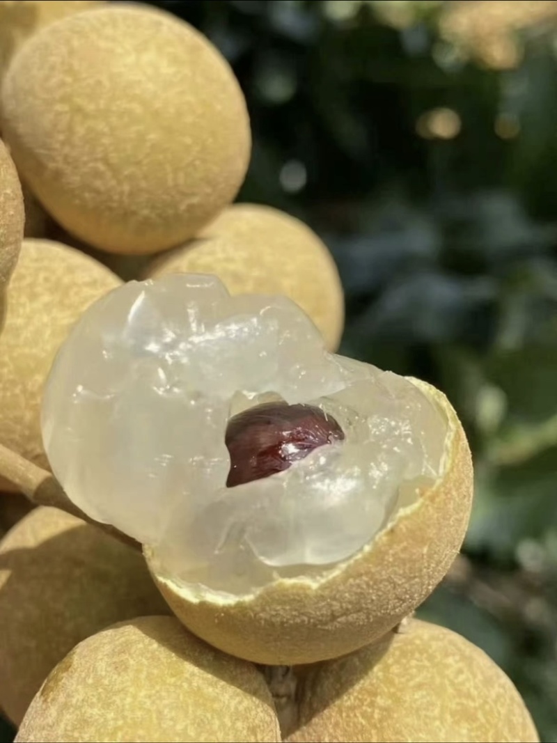 种植诏安龙眼现摘现发👌价格优势👍欢迎合作🤝