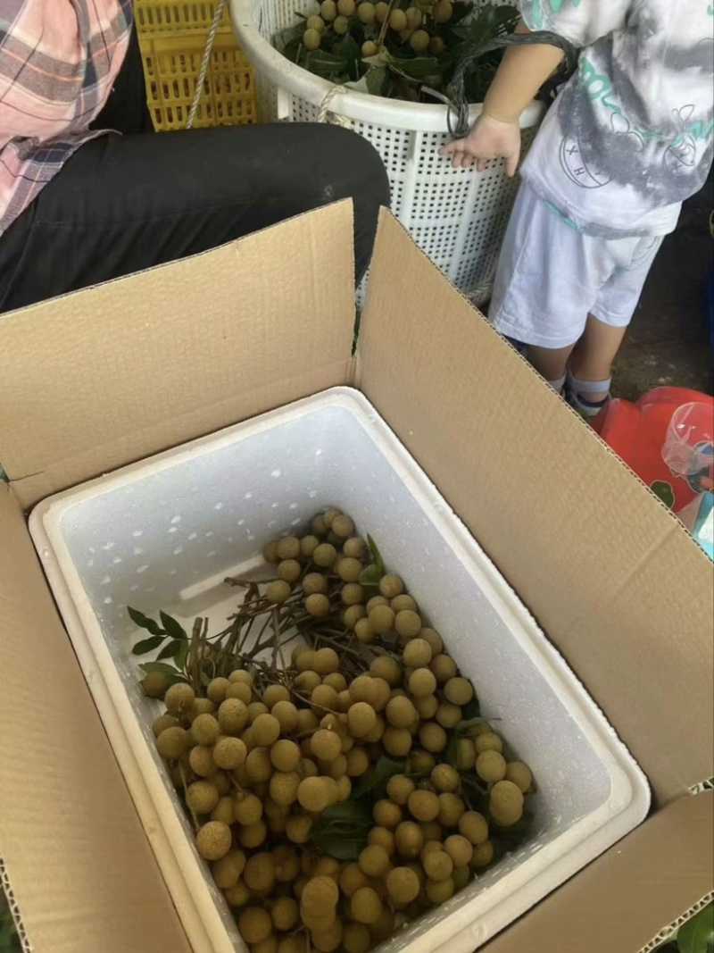 种植诏安龙眼现摘现发👌价格优势👍欢迎合作🤝