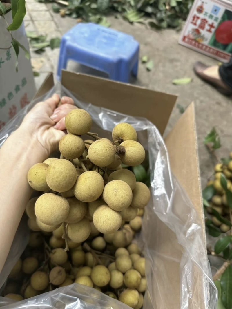 福建诏安自家种植龙眼欢迎合作🤝价格优势👍