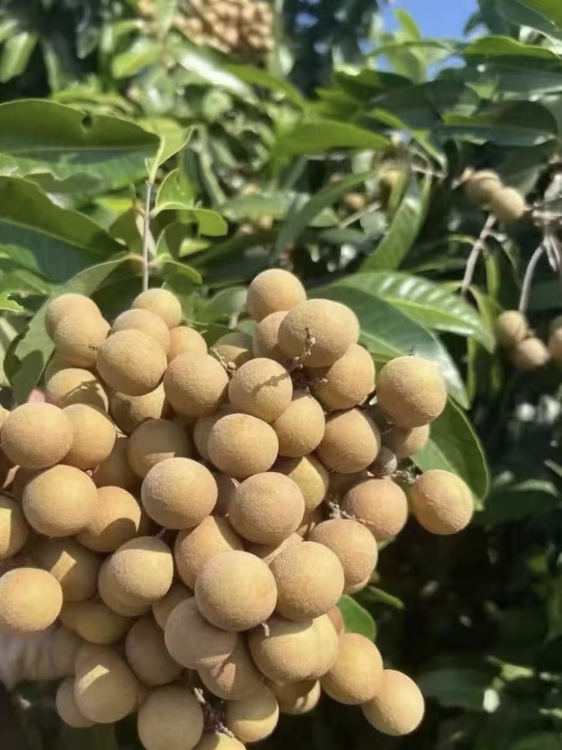 福建诏安自家种植龙眼欢迎合作🤝价格优势👍