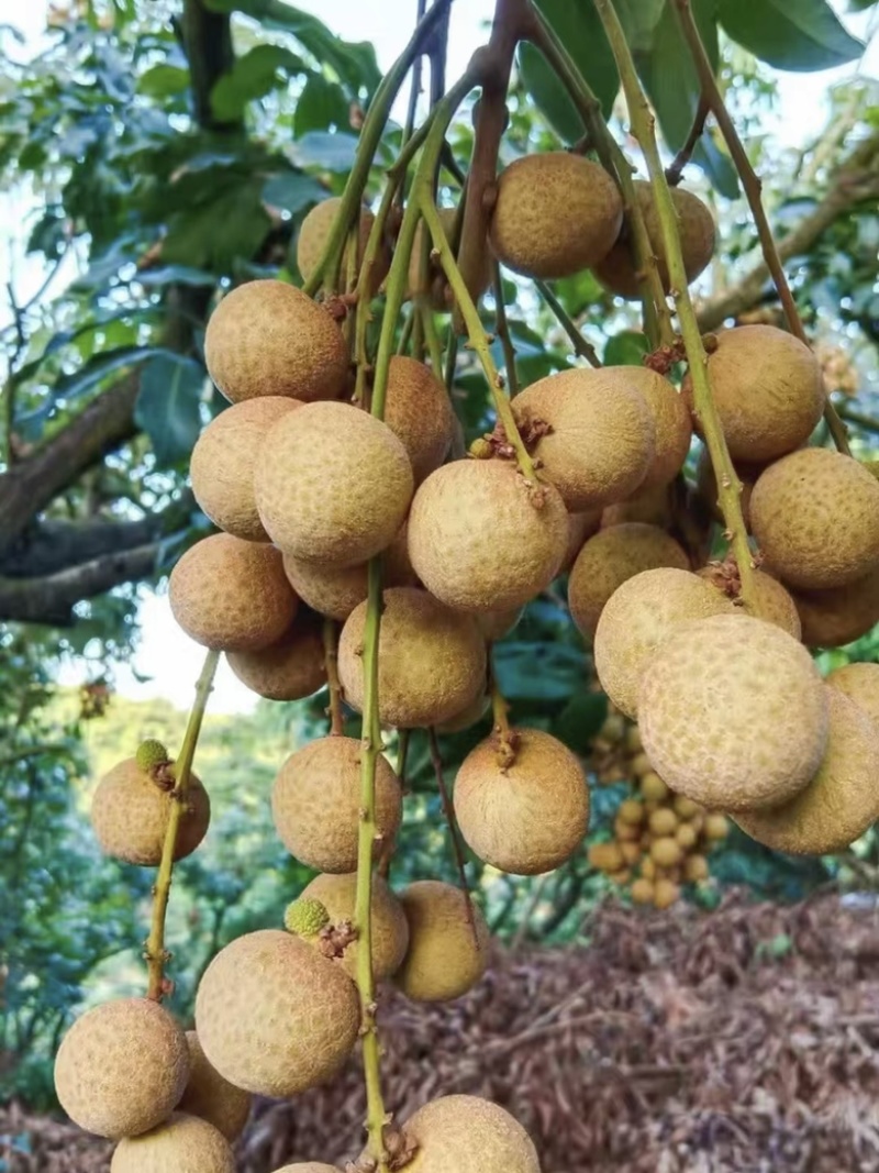福建诏安自家种植龙眼欢迎合作🤝价格优势👍