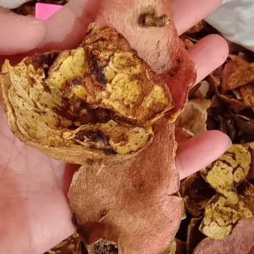 石榴皮干货中药材2斤包邮量大优惠
