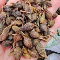 青翘连翘去梗选货2斤包邮量大优惠
