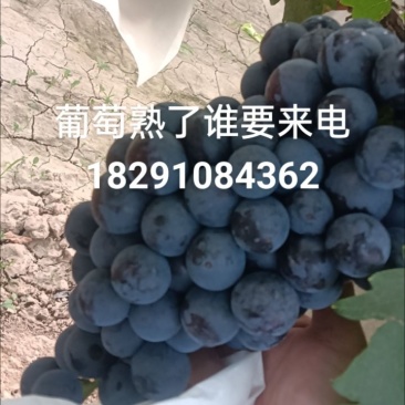 葡萄