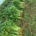 大棚小香芹