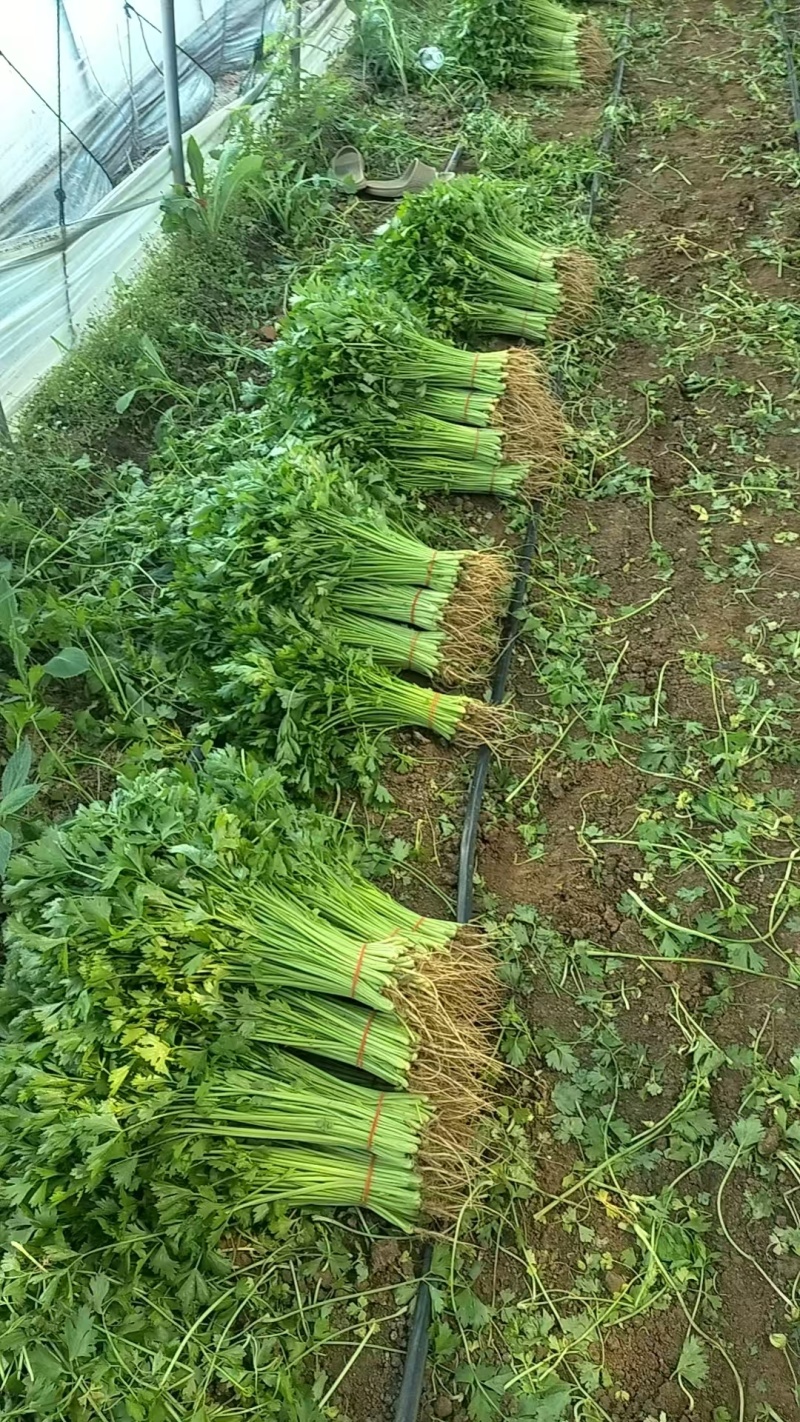 大棚小香芹