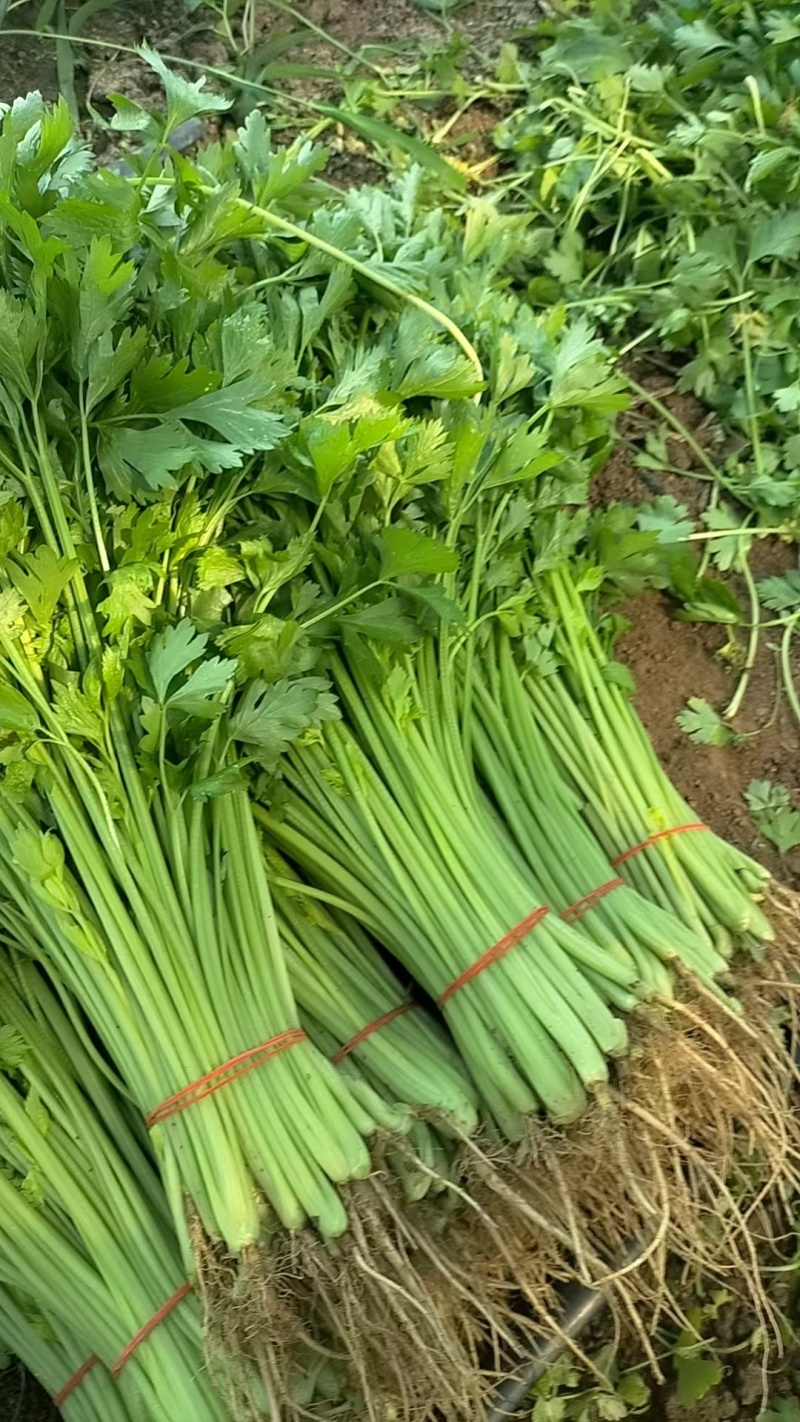 大棚小香芹