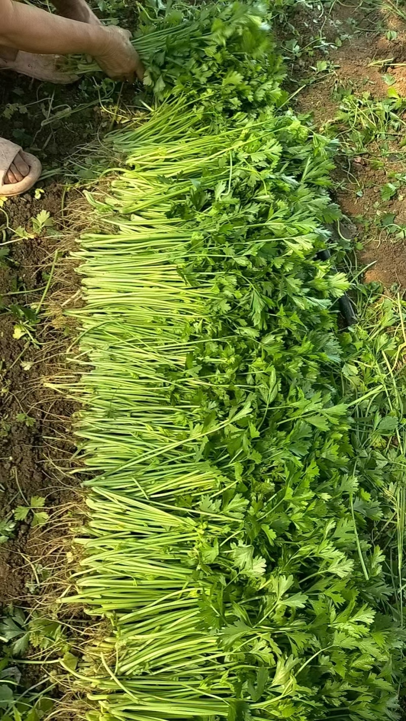 大棚小香芹