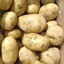 陕北精品沙地新土豆V7规格齐全-产地直发-大量供货中