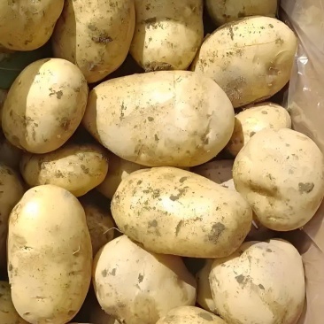 陕北精品沙地新土豆V7规格齐全-产地直发-大量供货中